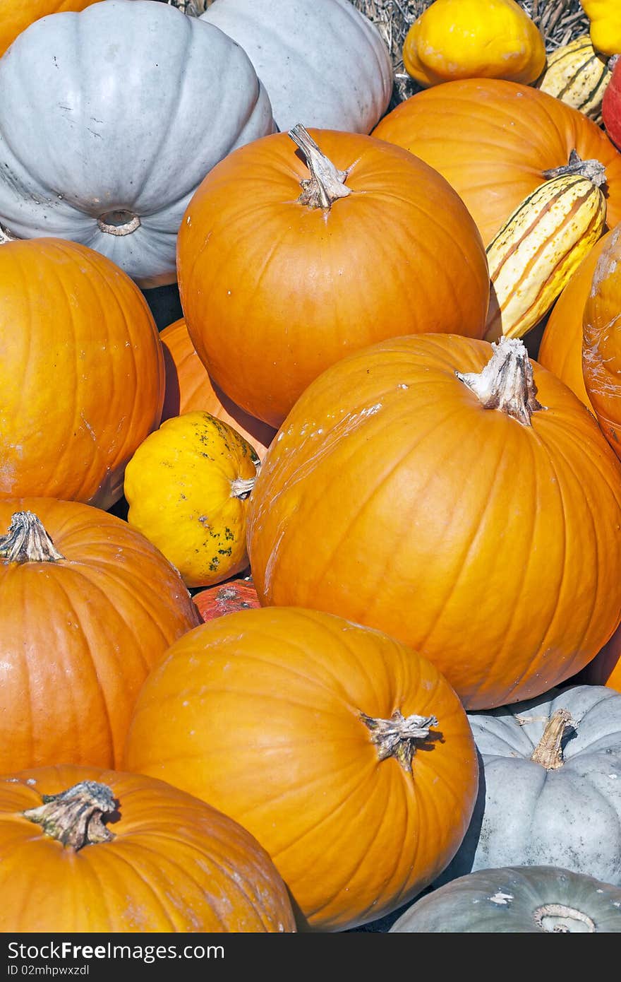 Colorful pumpkins