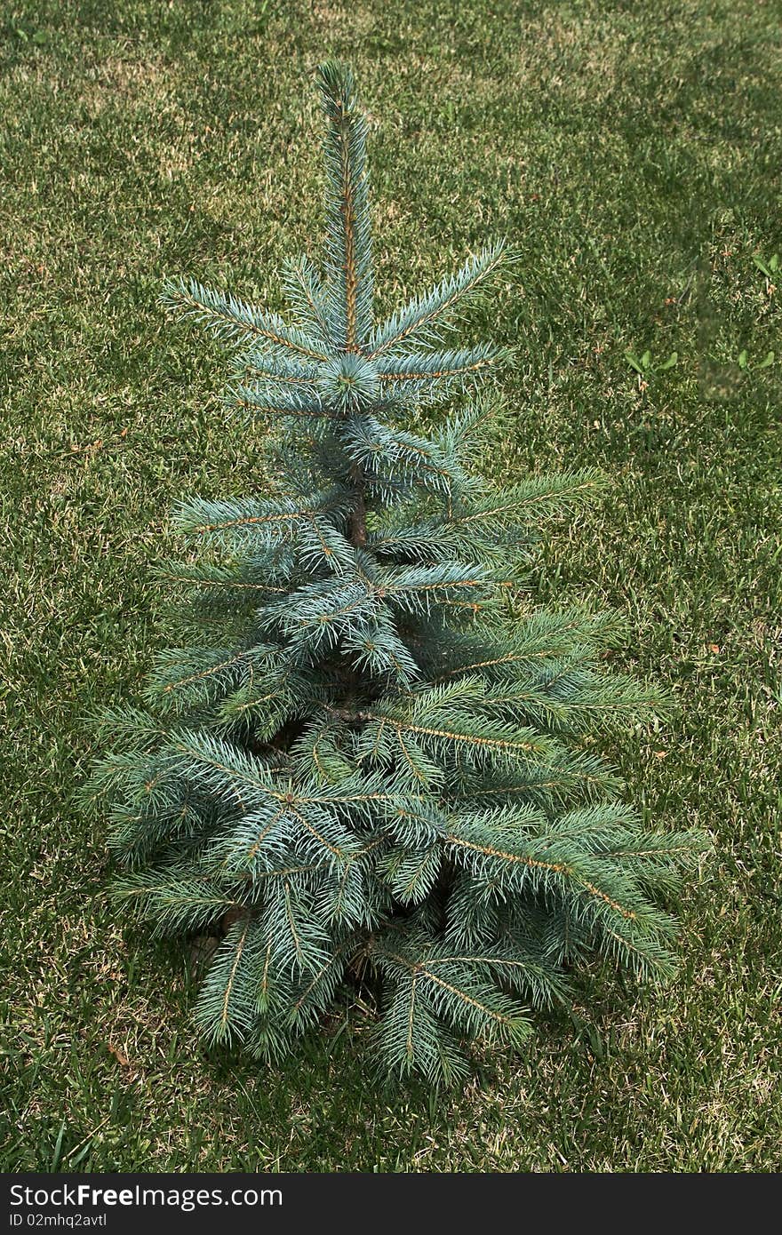 Isolated fir tree, on a grass background