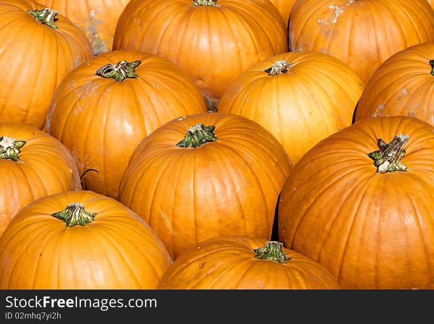 Colorful pumpkins collection on the market