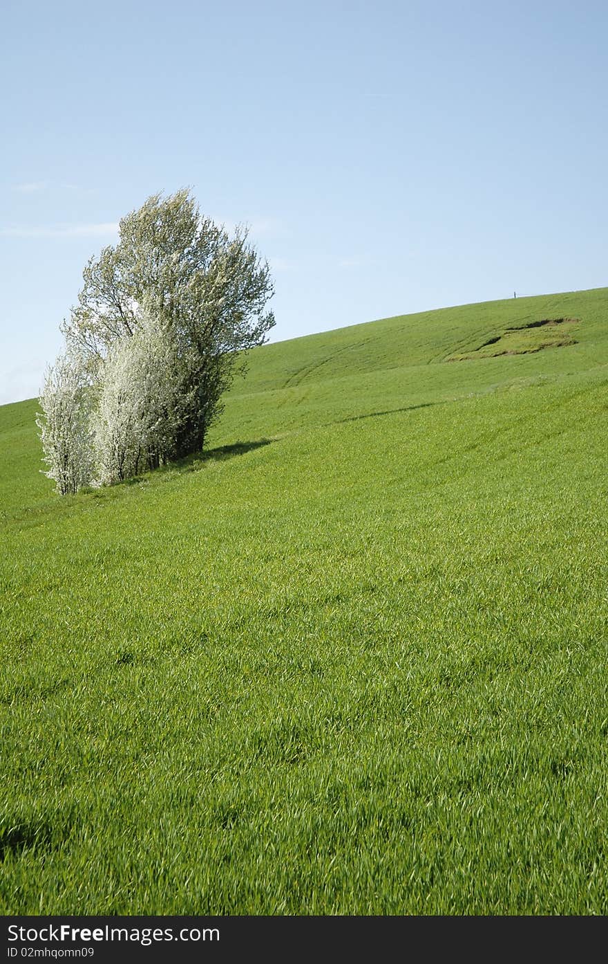 In spring a group of flowering trees stands in the landscape. In spring a group of flowering trees stands in the landscape