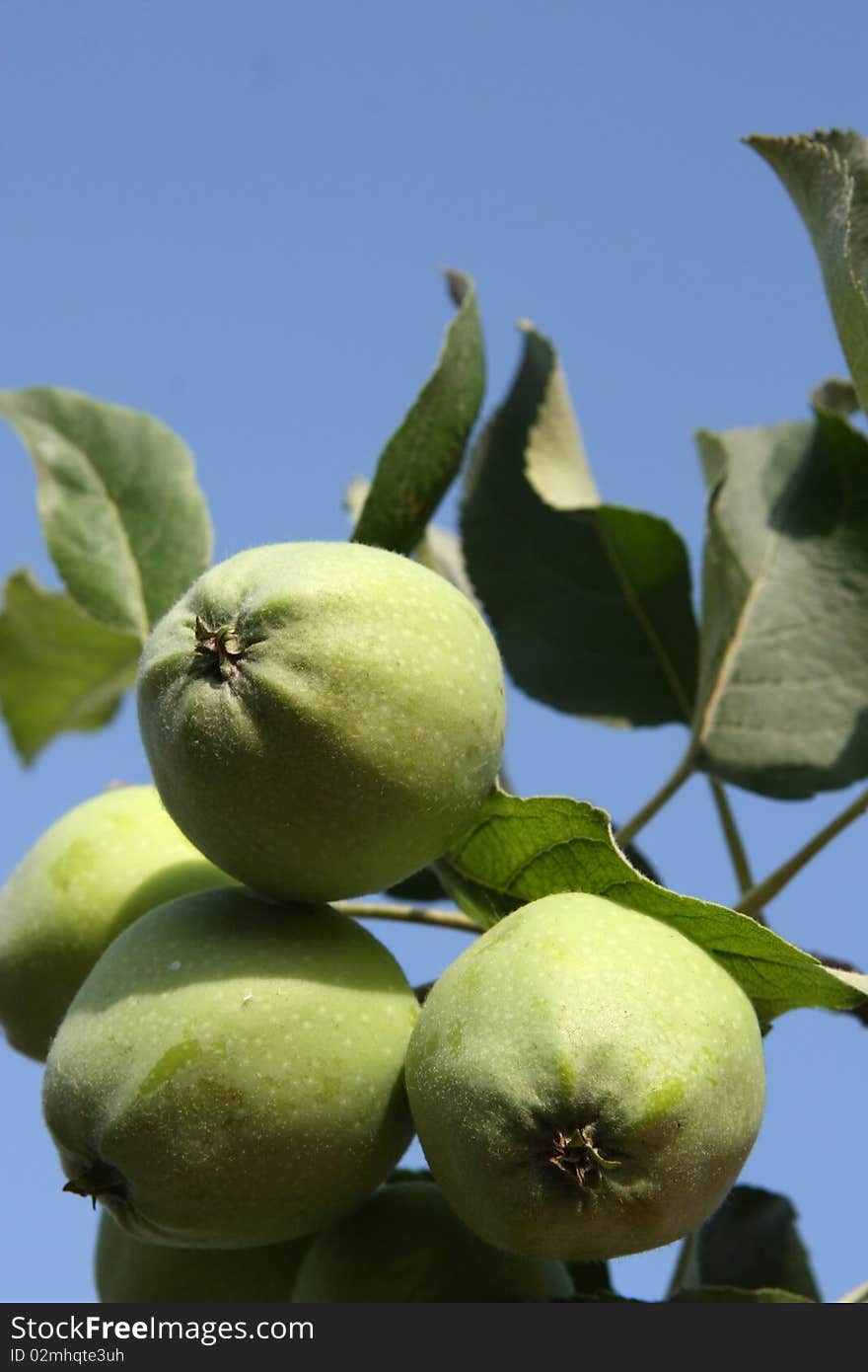 Green apples