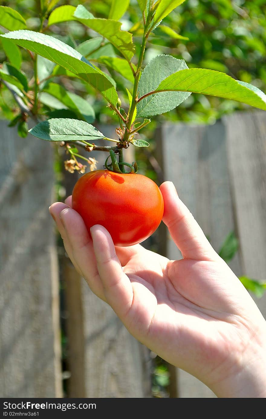 Tomato break from a bush. Maturing of a crop.