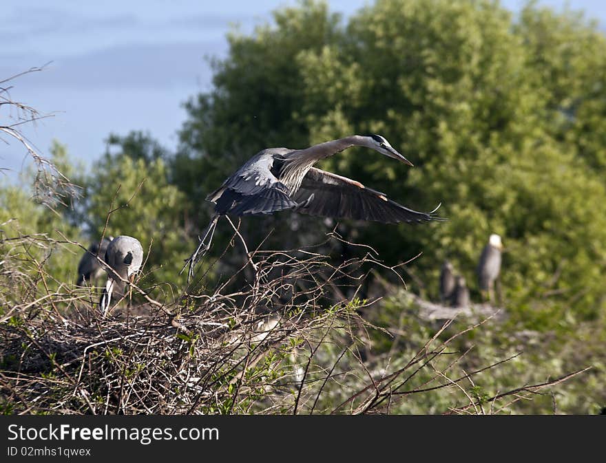 Great Blue Heron in early spring in Florida nesting in everglades, shot near Boca Raton