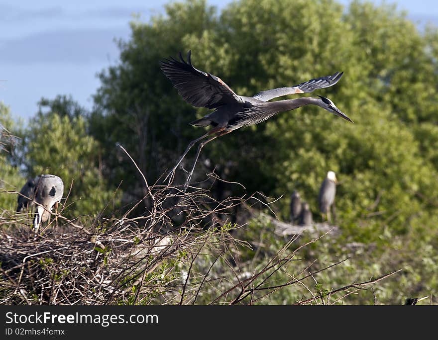 Great Blue Heron in early spring in Florida nesting in everglades, shot near Boca Raton