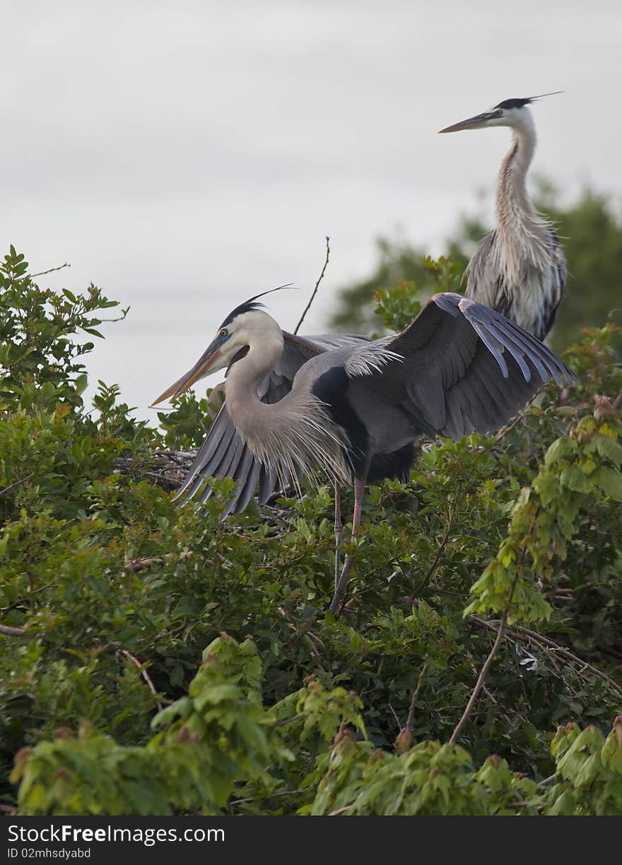 Great Blue Heron