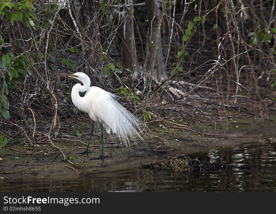 Snowy Egret