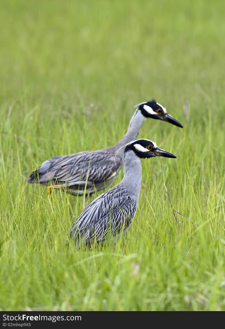 Yellow crowned night heron