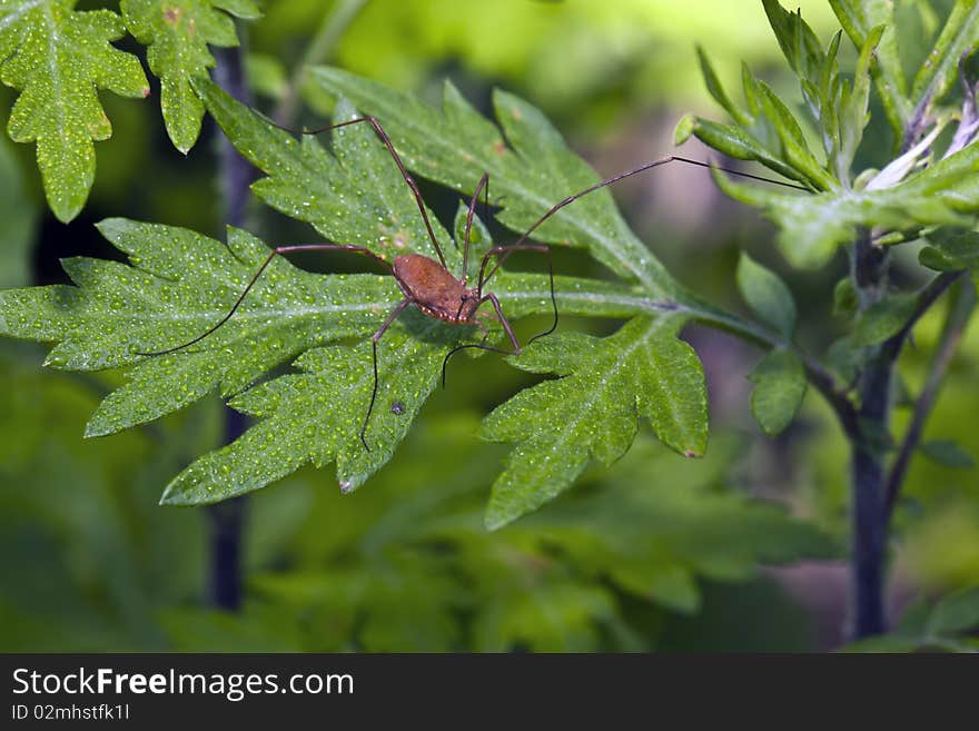 Daddy long-legs spider feeding on mayflies in spring in up state New York