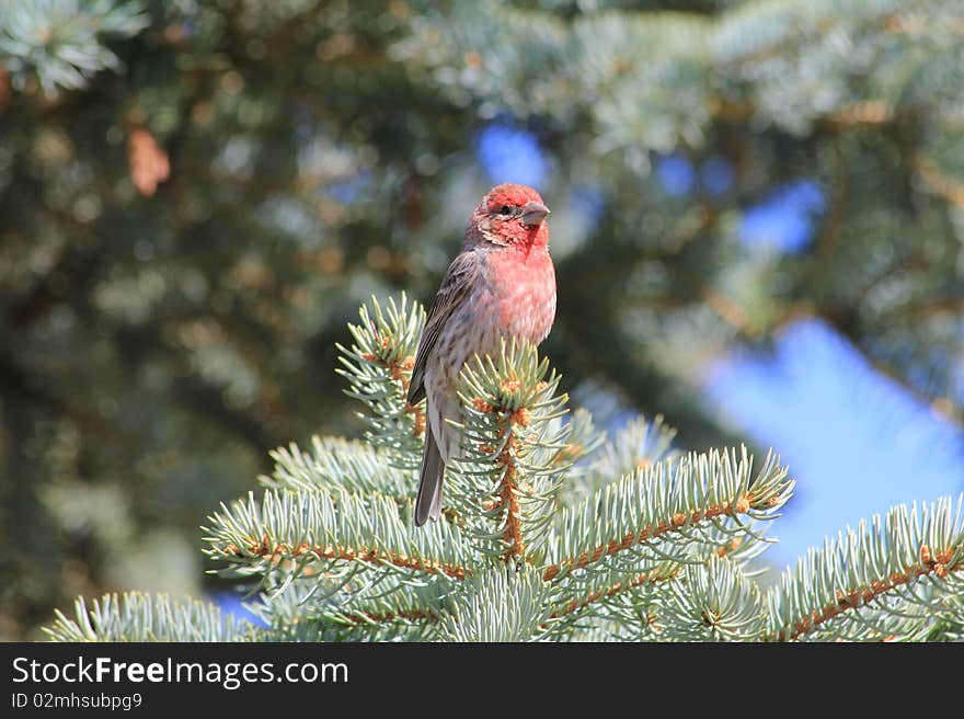 House Finch