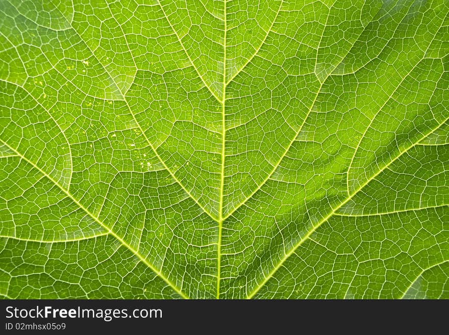 Background of green leaf macro