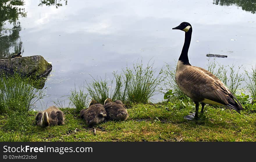 Canada Goose (Branta canadensis) with young by lake in Central Park, New York City