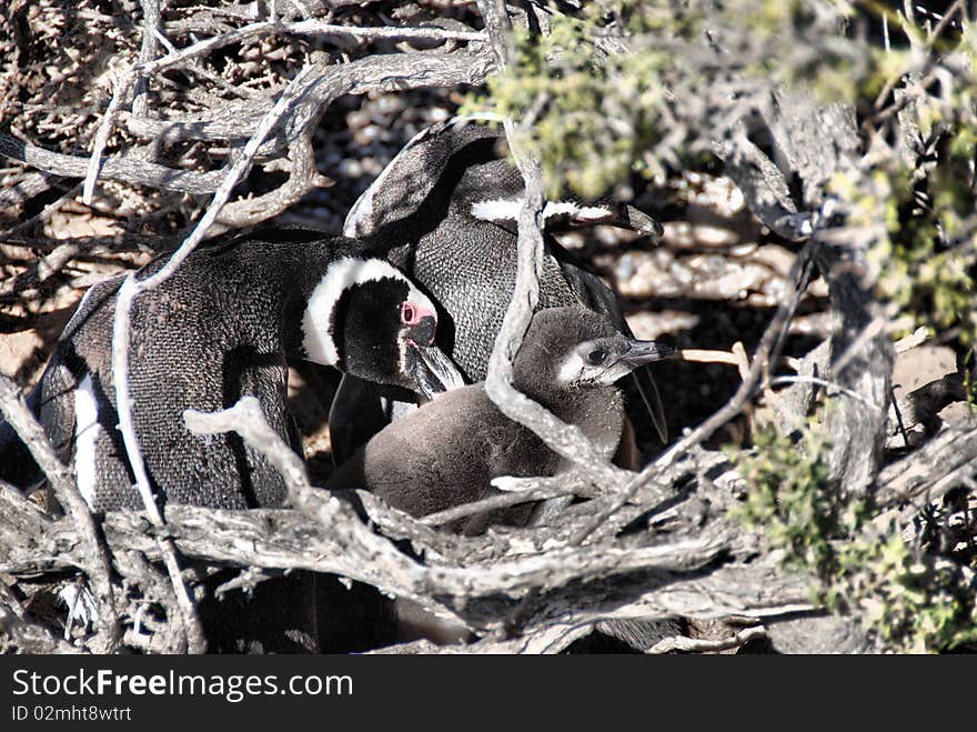 Family of penguins in the den.