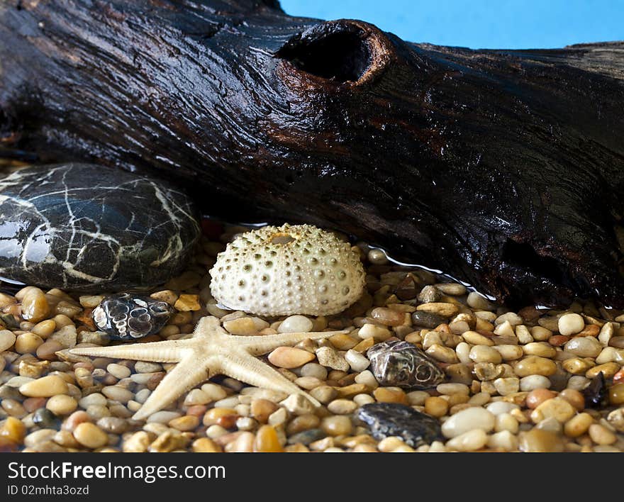 Pebble Beach scene