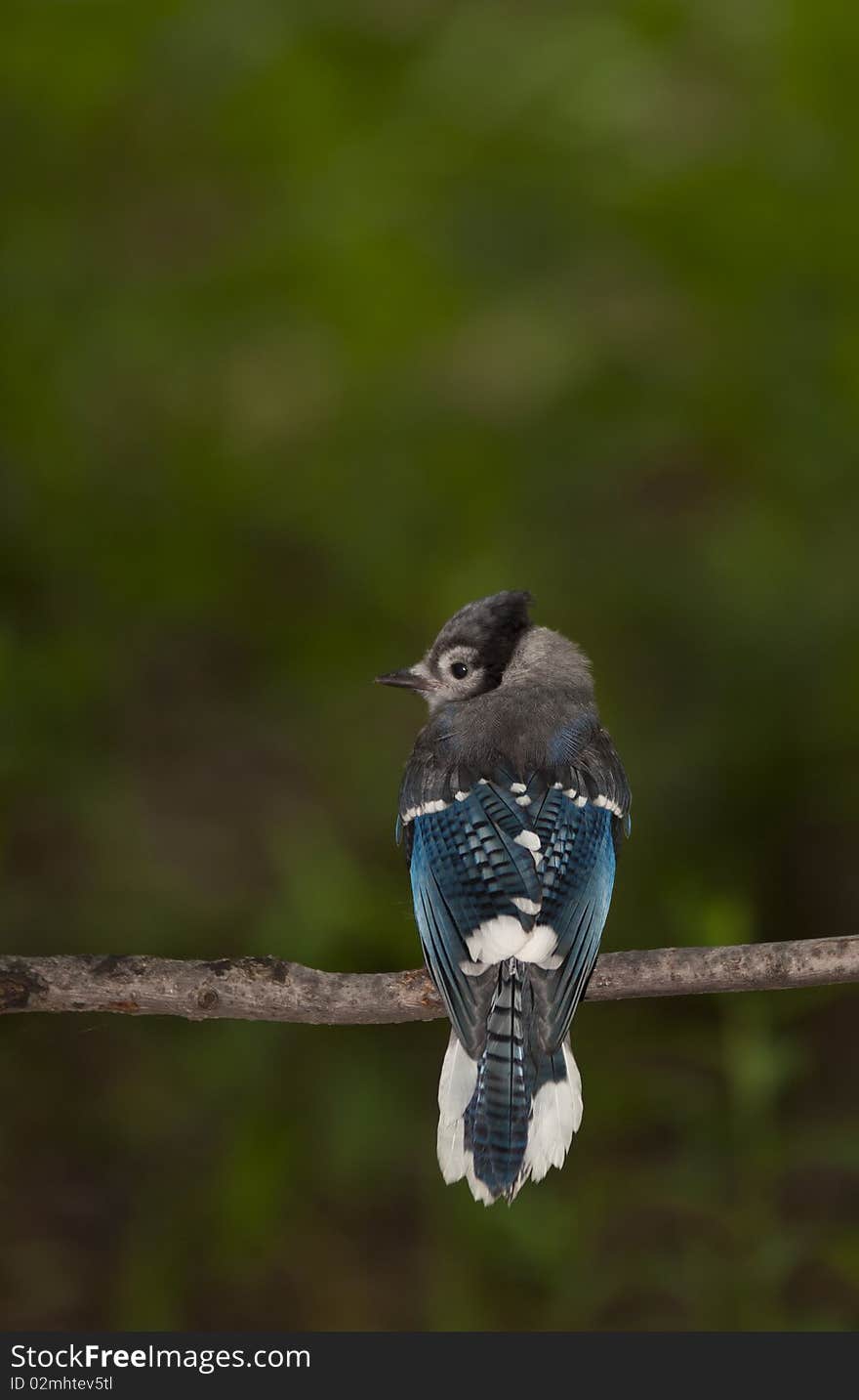 Blue Jay young bird perched on branch in central park in the early morning