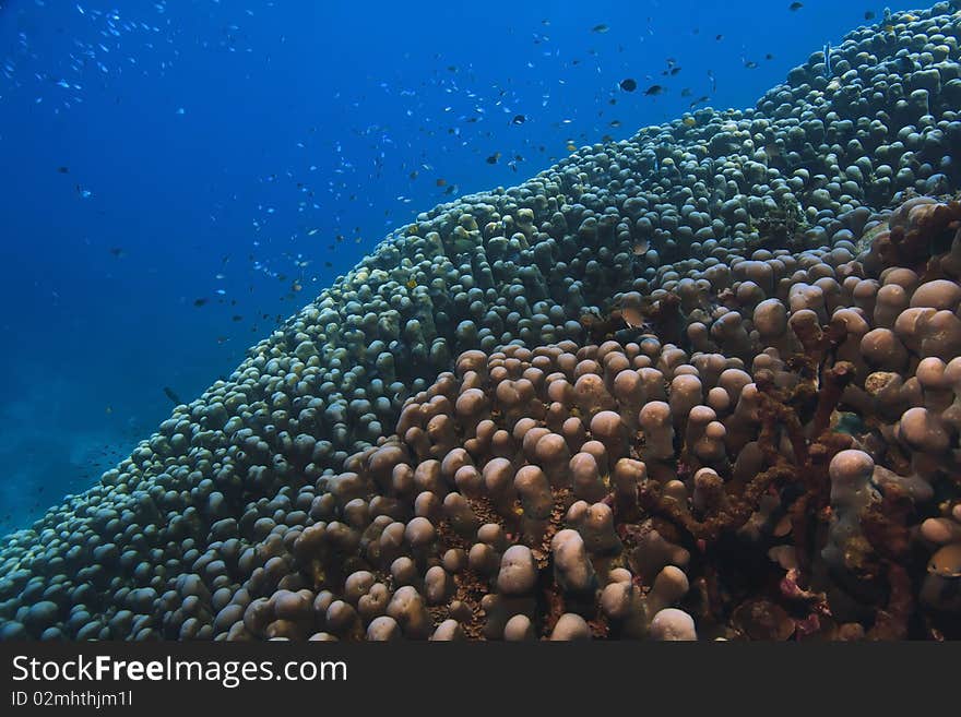 Field of coral