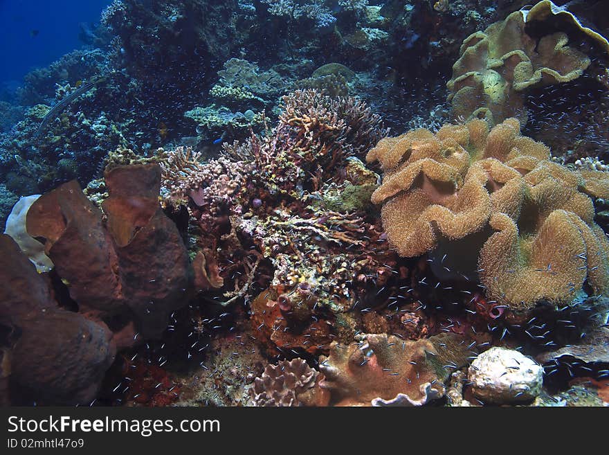 Coral reef  North Sulawesi Indonesia with sponges and soft corals