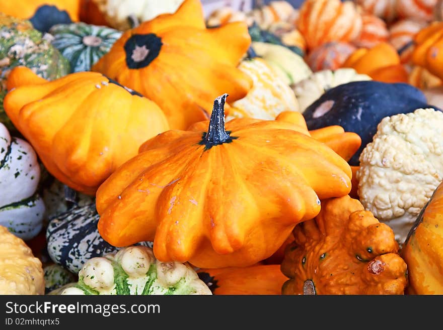 Colorful pumpkins collection on the market