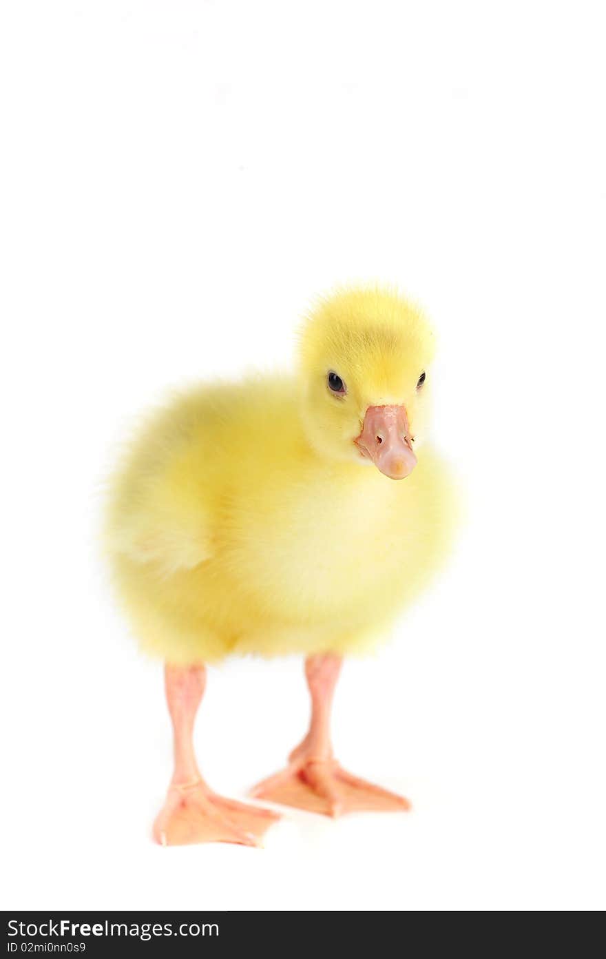 Little yellow fluffy duckling isolated on white