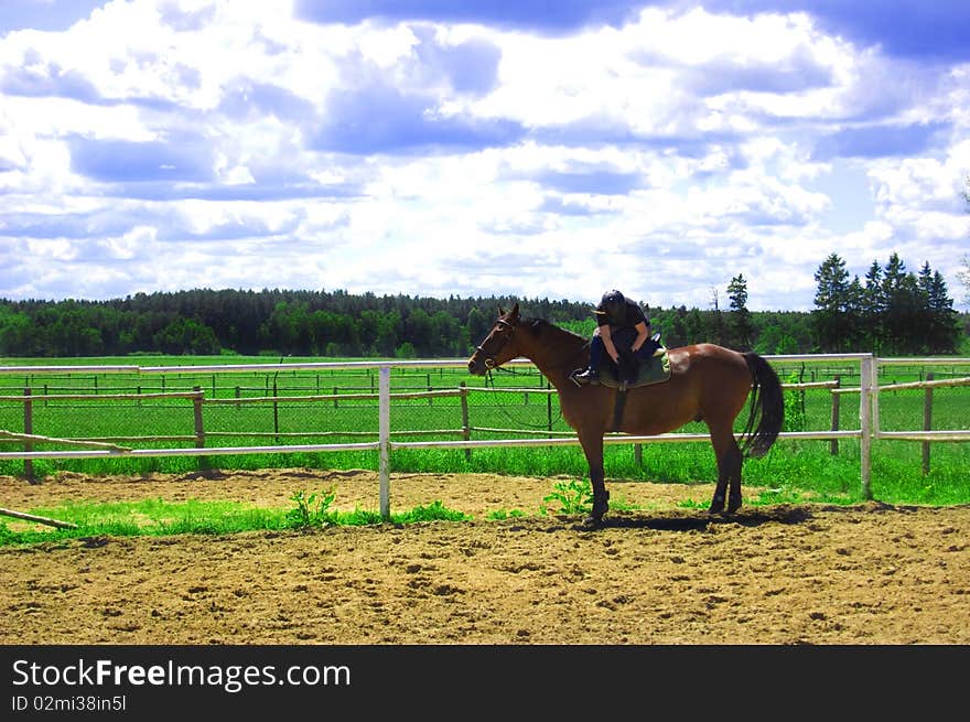 Horse And Green Field.