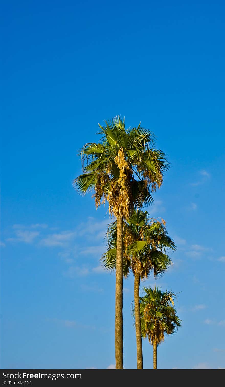 Two Tall palm treen with a clouded blue sky in the background