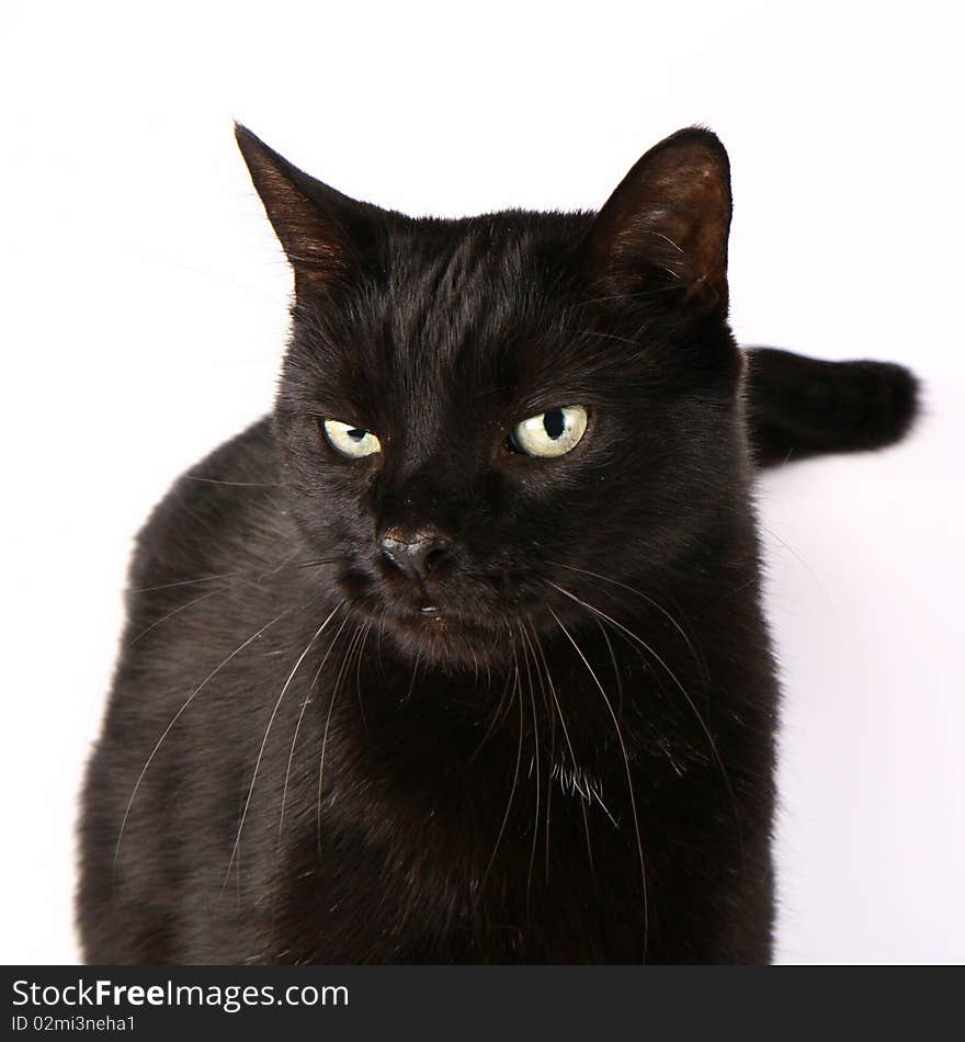 Black cat on white background