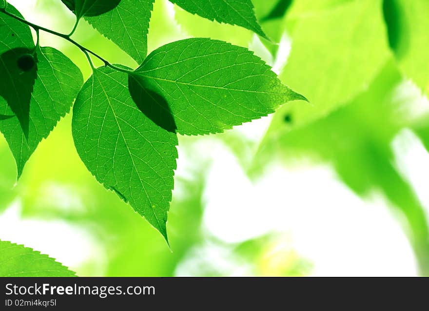 Green leaves in city park in the spring afternoon. Green leaves in city park in the spring afternoon