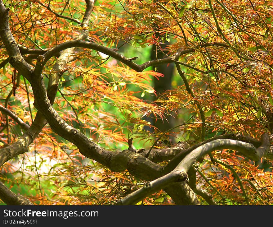 Beautiful picture with leaves and tree branches