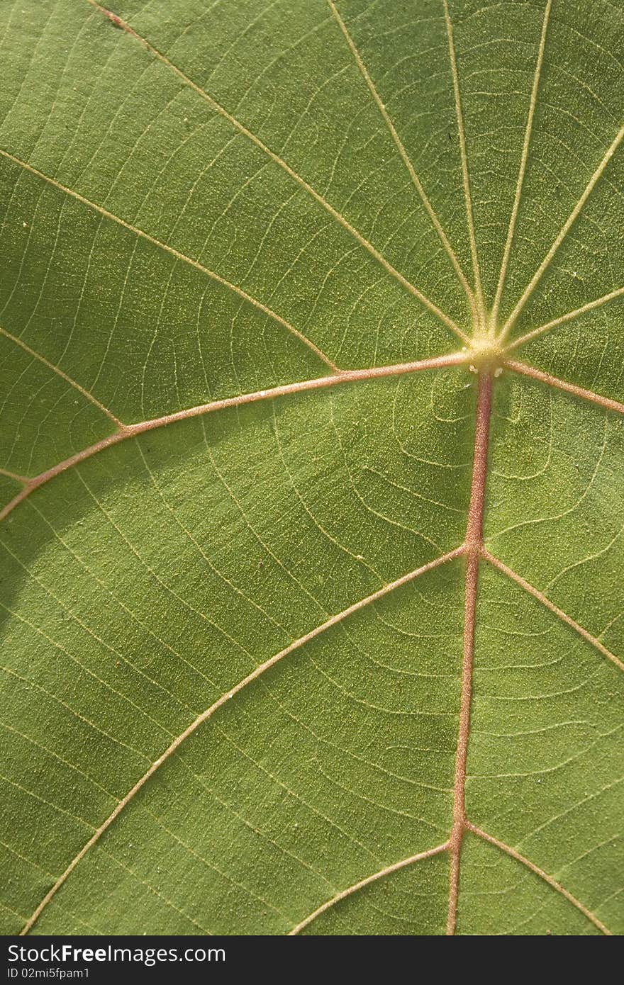 Green leaf macro textured background. Green leaf macro textured background