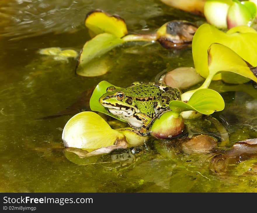 Toad on leaf