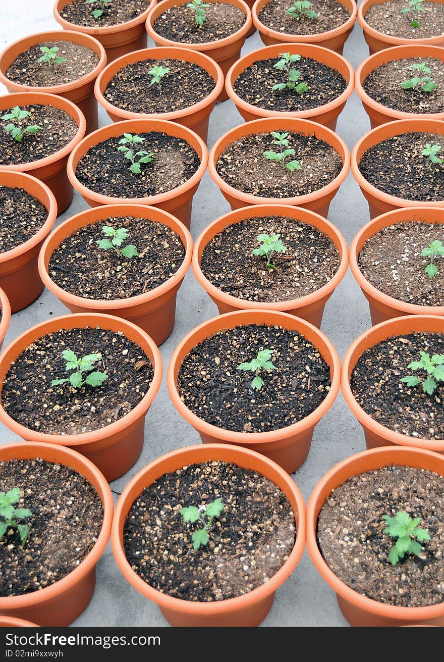 A bunch of potted plants growing inside a greenhouse nursery. A bunch of potted plants growing inside a greenhouse nursery.