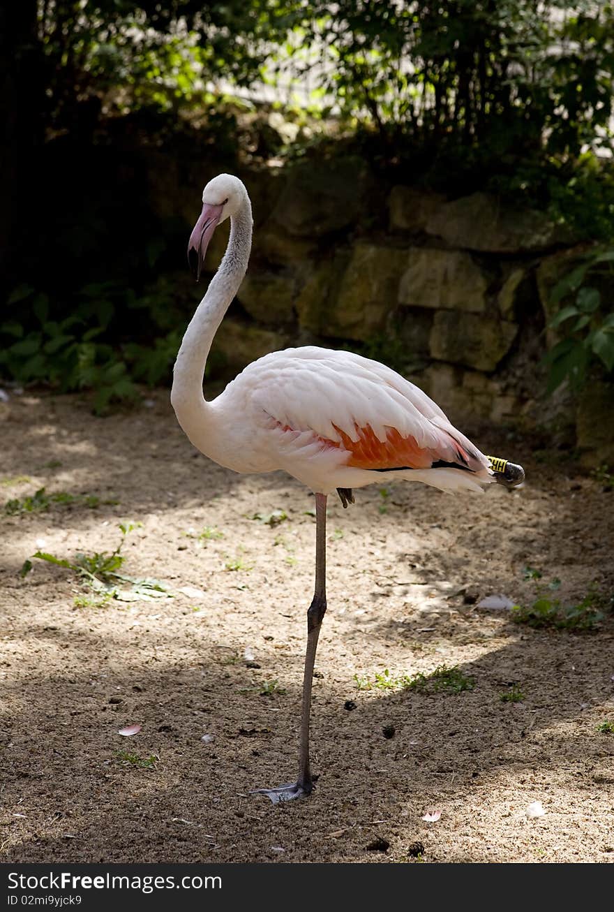 Flamingo standing on one leg