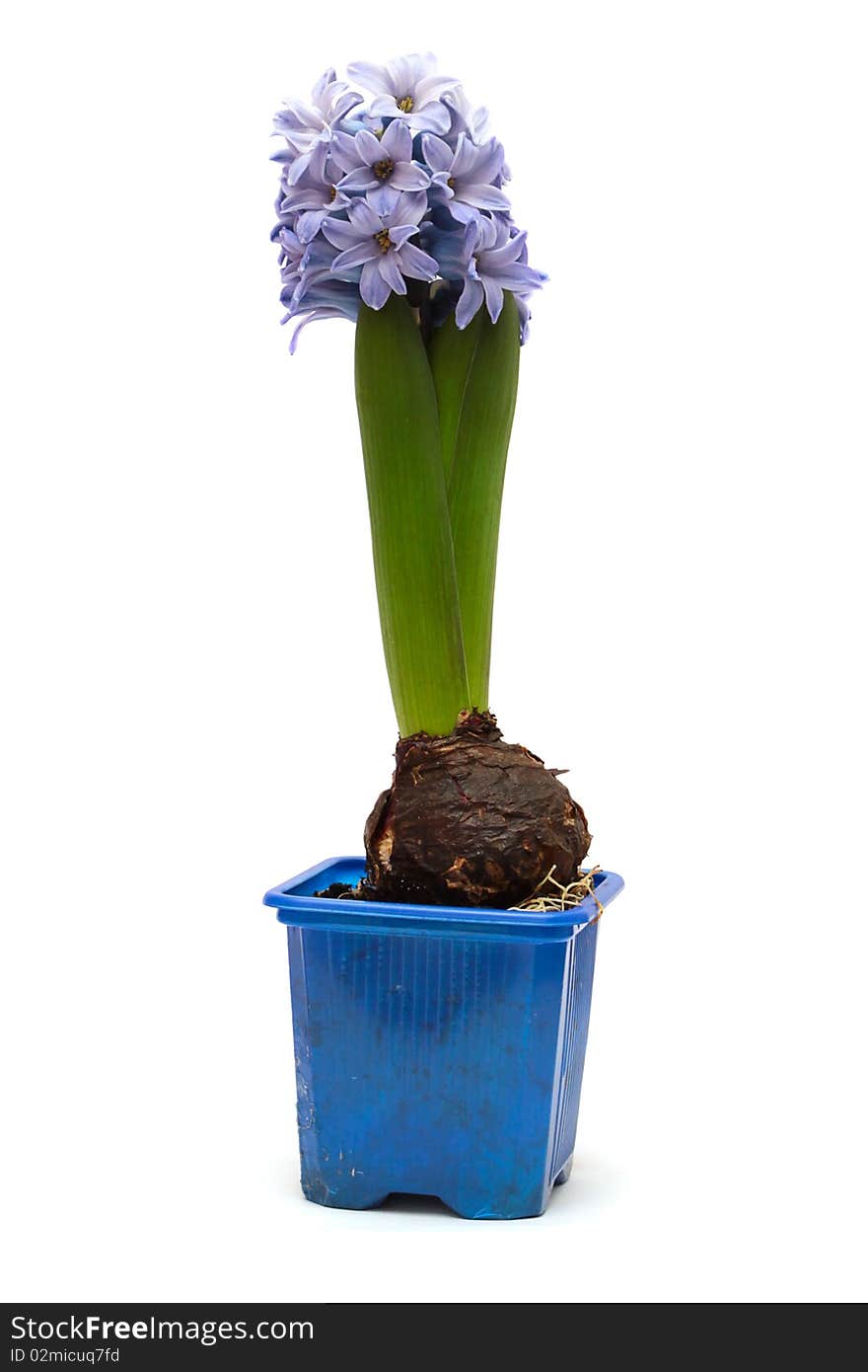 Blue flower hyacinth in a pot isolated on white background