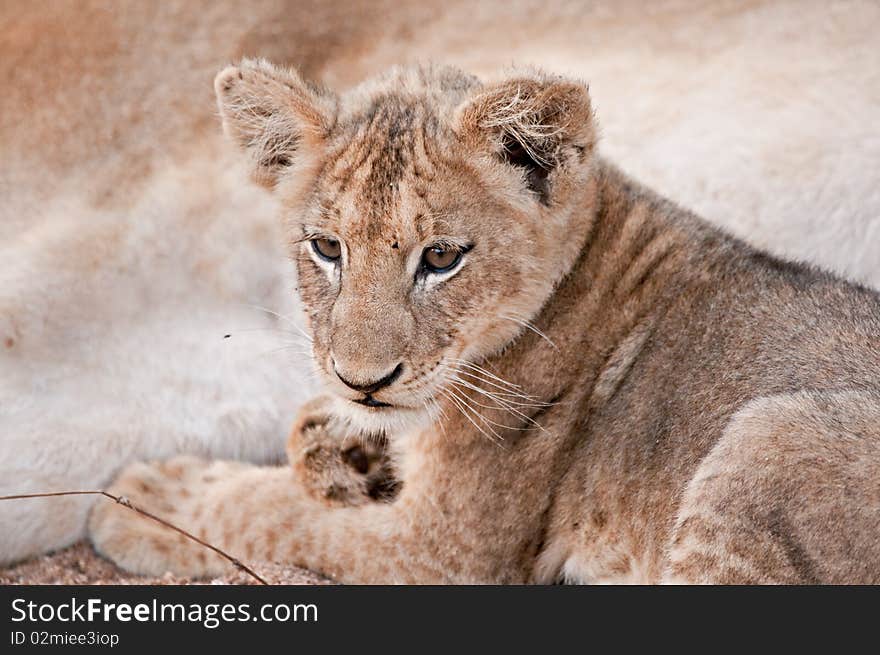 Lion cub snuggling next to its mother