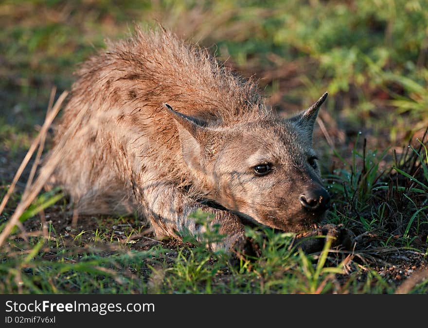 Spotted hyena resting