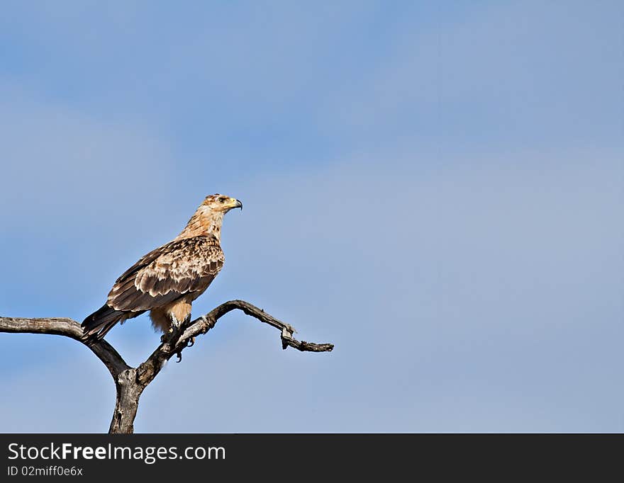 Juvenile Tawny Eagle