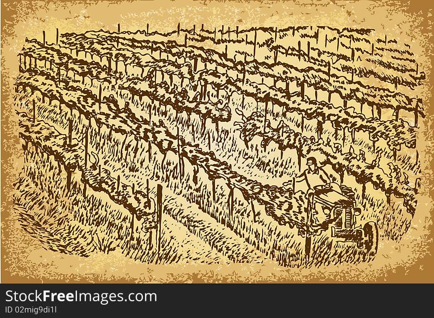 Vineyards - Vintage Drawing