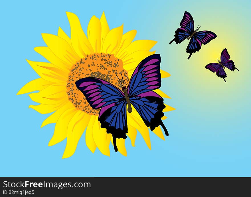 Sunflower with blue butterflies. Vector