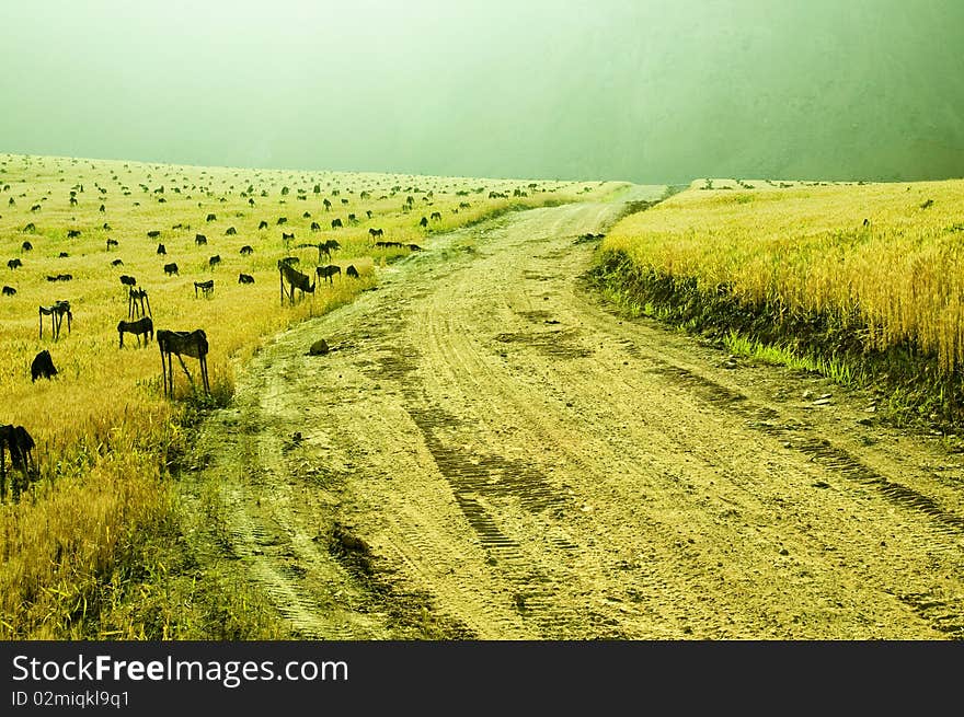 Summer is coming, the wheat turn yellow. Summer is coming, the wheat turn yellow