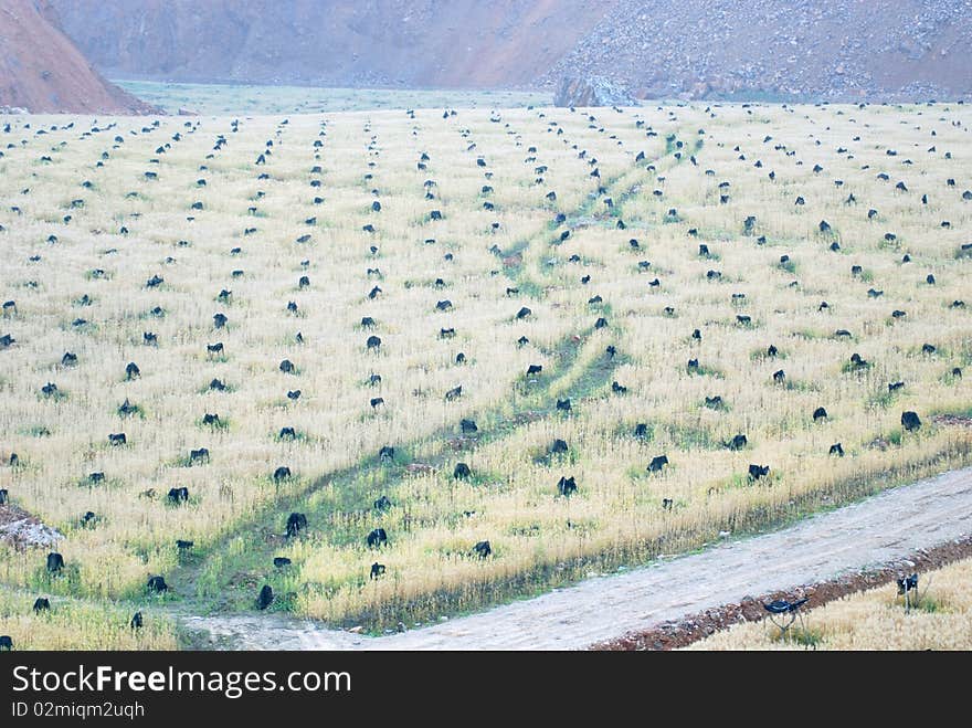 For minerals, the mountain was dig, worker plant wheat and fruit trees for revegetation. For minerals, the mountain was dig, worker plant wheat and fruit trees for revegetation