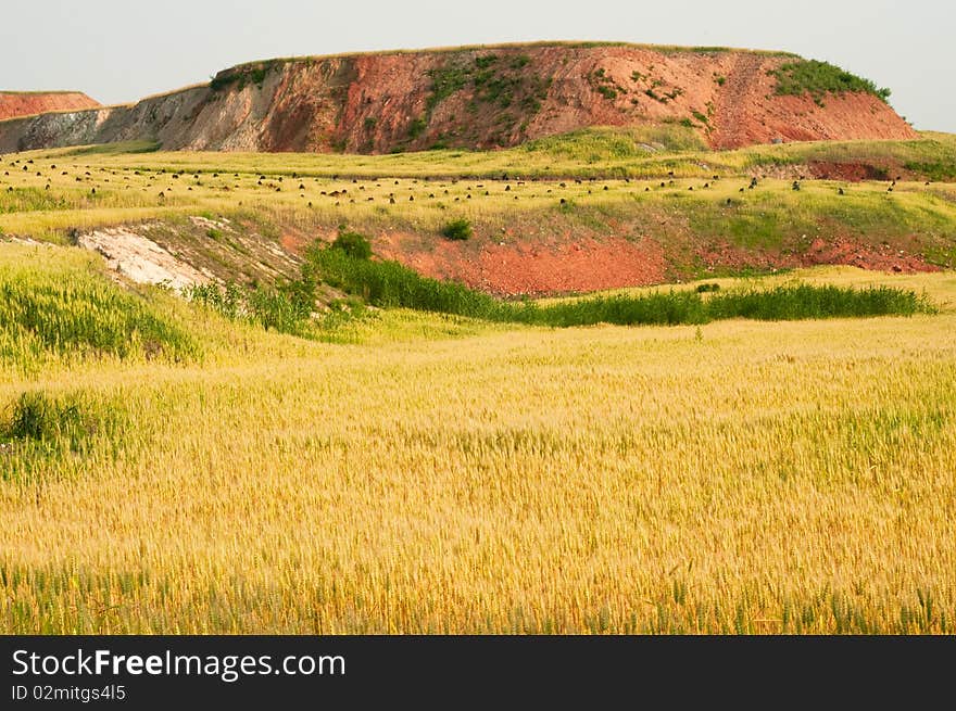 The Golden Field