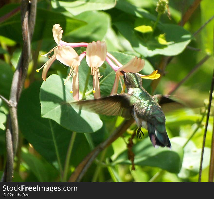 A feeding humming bird this photo was taken in a back yard garden