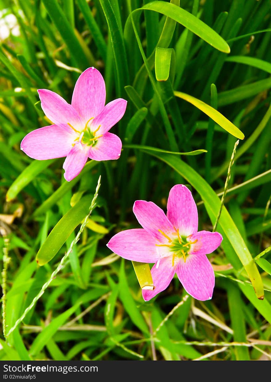 Pink flower in a garden. Pink flower in a garden