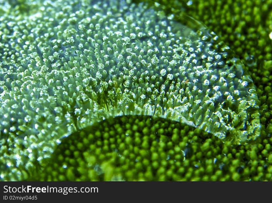 Water Beads