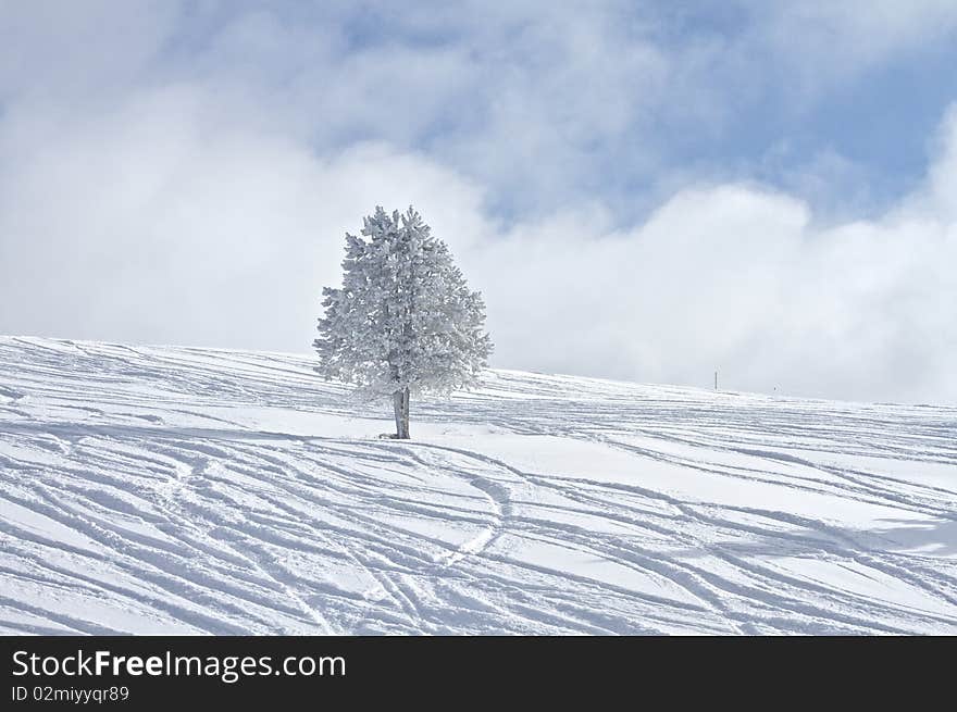 Frozen Tree