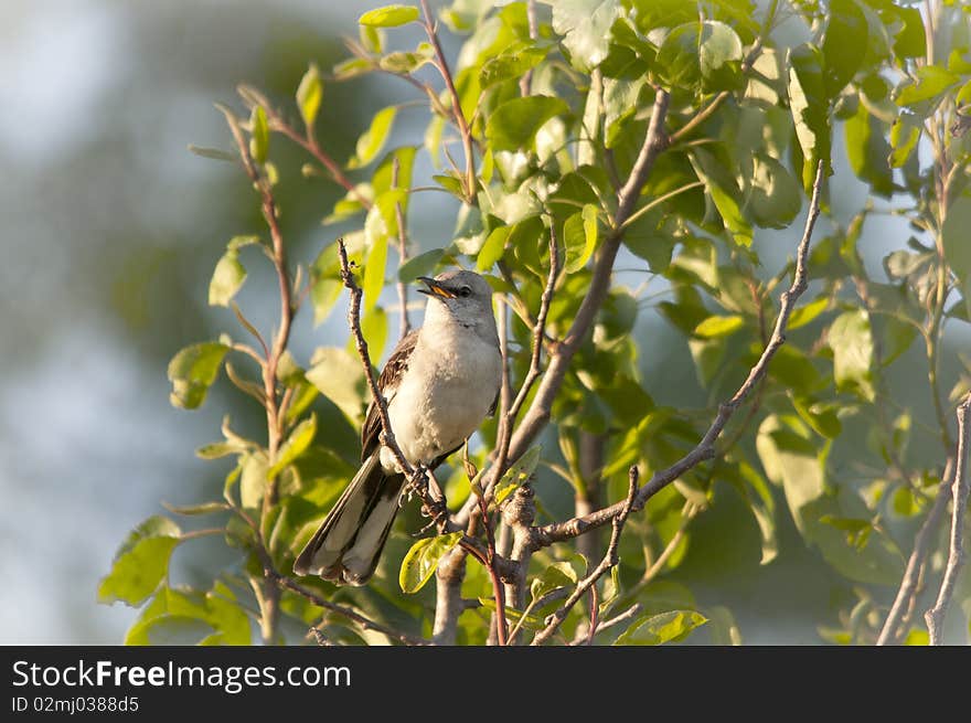 A young North American Mockingbird sits amongst the leaves of a Pear tree in the mid-west United States. Focus is directed to the bird, with selective blurring around the main image.