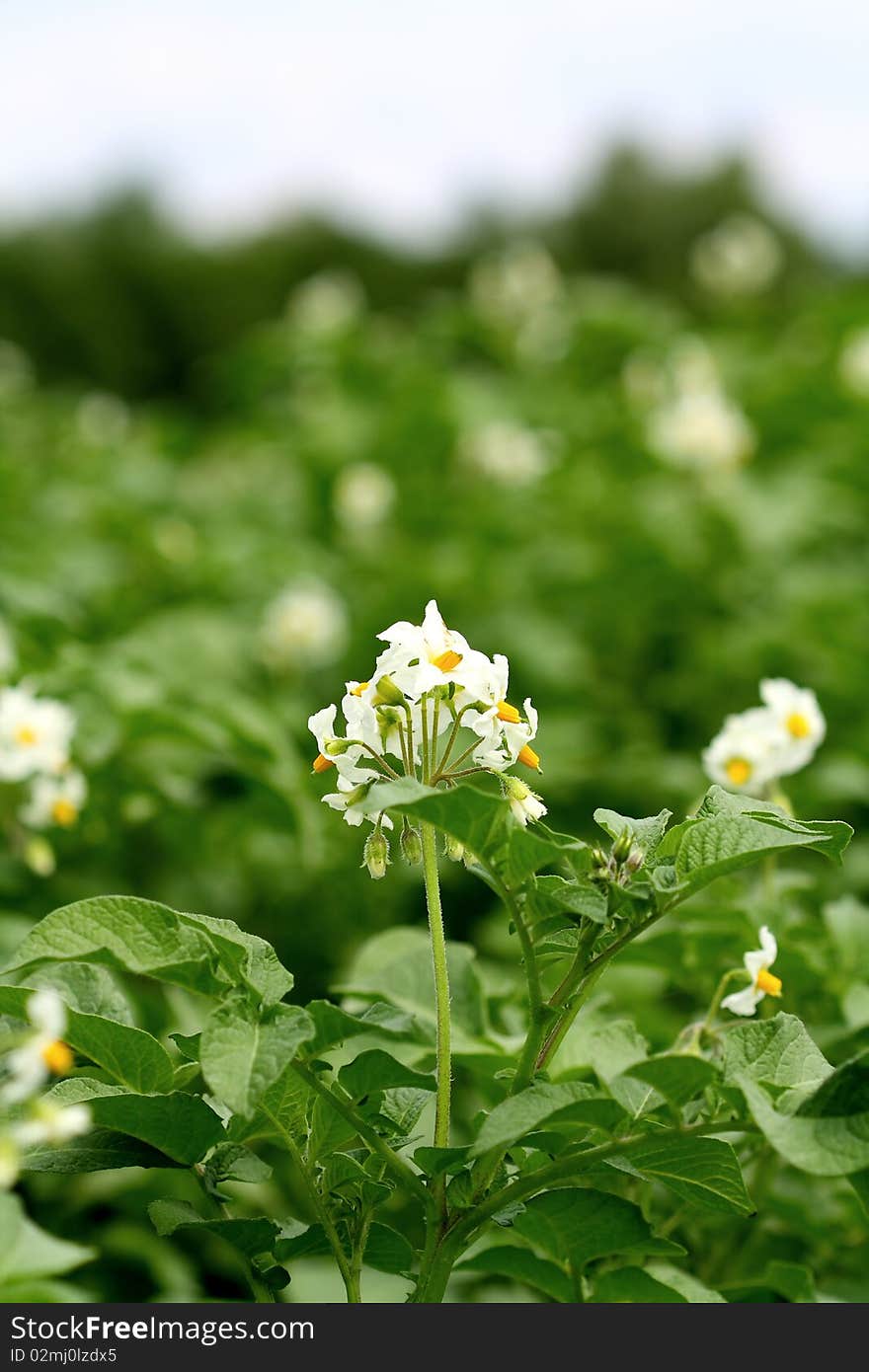 A potato field with a blossoming potato plant. A potato field with a blossoming potato plant.