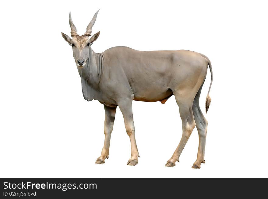 Eland