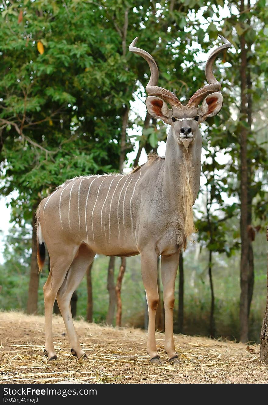 Kudu in chiang mai night safari