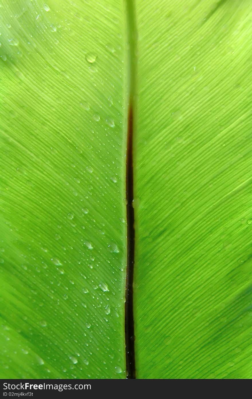 Fern leaf in tropical forrest