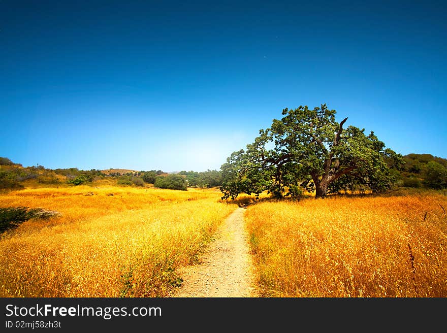 Landscape picture of a tree and a path near LA. Landscape picture of a tree and a path near LA